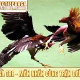 đá gà tháng 8