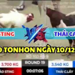 đá gà thommo bảo sting