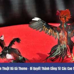 đá gà thomo 1 4 2025