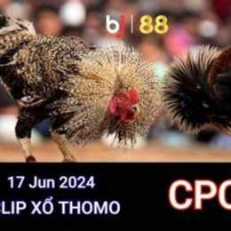 đá gà thomo 17 4 2024