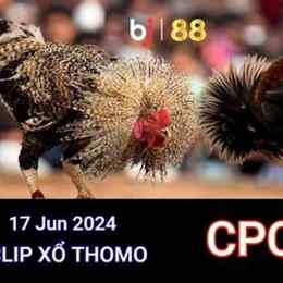 đá gà thomo 17 tháng 5