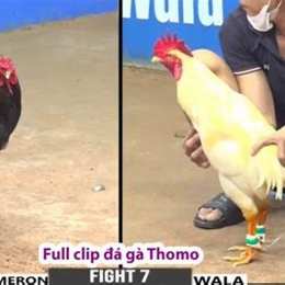 đa ga thomo 22 3
