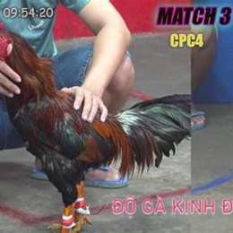 đá gà thomo 23 7 2023 cpc4