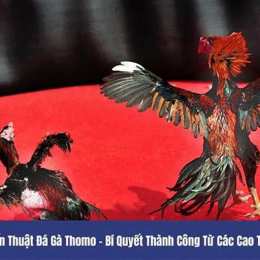 đá gà thomo 24 3 2023