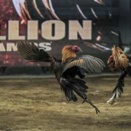 đá gà thomo 2/6/2024