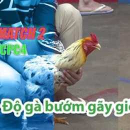 đá gà thomo 28 7 trận 22