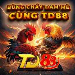 đá gà thomo 88 c1