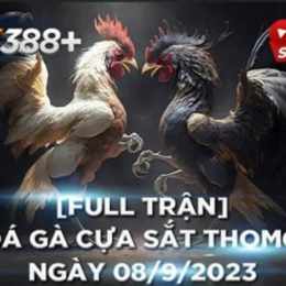 đá gà thomo 9 4 2023