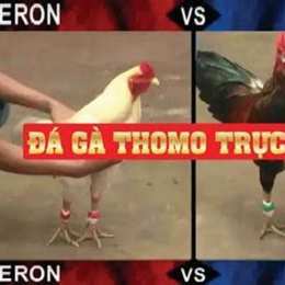 đá gà thomo 9 tháng 10