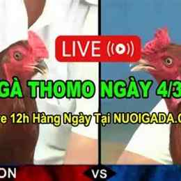 đá gà thomo c3 13/6