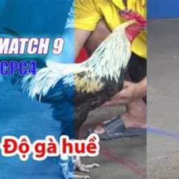 đá gà thomo c3 27 5 trận 54