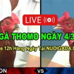 đá gà thomo c3 daga4k