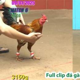 đá gà thomo c4 7 6