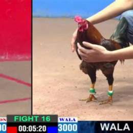 đá gà thomo hoàng phi hải vs bảo sting
