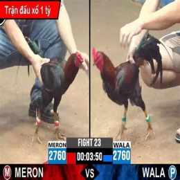 da ga thomo hom nay co binh luan vien