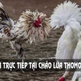 đá gà thomo hôm nay hoàng phi hải