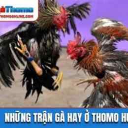 đá gà thomo hôm nay trận 37