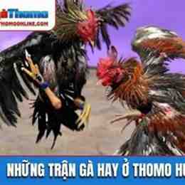 đá gà thomo hôm nay trận 40