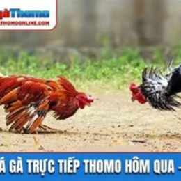 da ga thomo hom qua tran 12