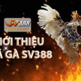 đá gà thomo mới nhất 2023