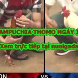 đá gà thomo ngày 10 tháng 11