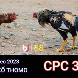 đá gà thomo ngày 11 tháng 9