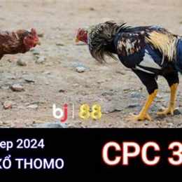 đá gà thomo ngày 12/4