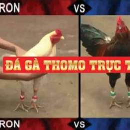 đá gà thomo ngày 13 tháng 04