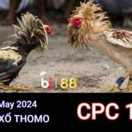 đá gà thomo ngày 15 tháng 5 năm 2024