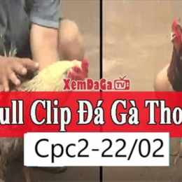 đá gà thomo ngày 22 tháng 12 năm 2022