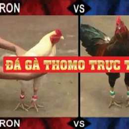 đá gà thomo ngày 3 tháng 2