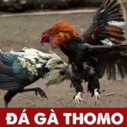 đá gà thomo ngày 3 tháng 9 năm 2002