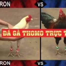 đá gà thomo ngày 31 tháng 7