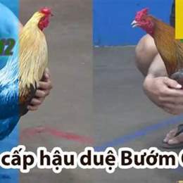 đá gà thomo trận 12 c3
