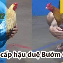 đá gà thomo trận 12 c4