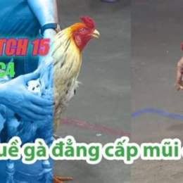 đá gà thomo trận 15