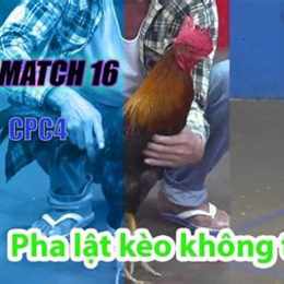 đá gà thomo trận 16 c1
