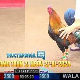 đá gà thomo trận 21 ngày 13 tháng 6