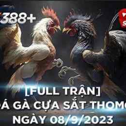 đá gà thomo trận 24 c3