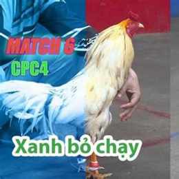 đá gà thomo trận 28 ngày 6 tháng 7