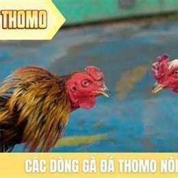 đá gà thomo trận gà đòn với gà tre