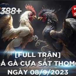 đá gà thomo trận gà đòn