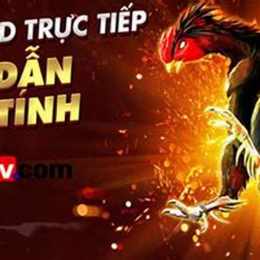 đá gà thomo trang bình luận viên