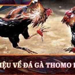 da ga thomo truc tiep c3