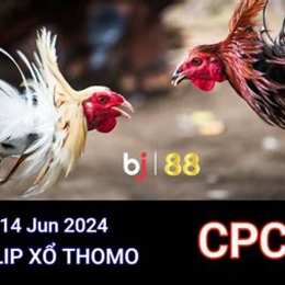 đá gà thomo trực tiếp ngày 14 tháng 6