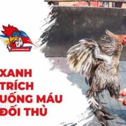 đá gà thomo xanh trích uống máu đối thủ