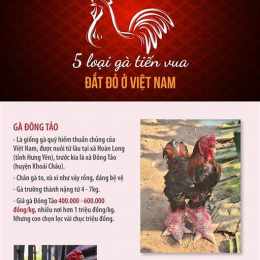 da ga tien lon