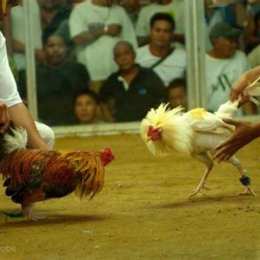 dá gà tre cựa sắt