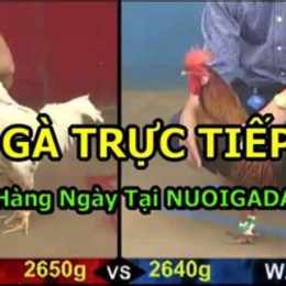 da ga truc tiep 31 10