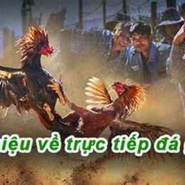 đá gà trực tiếp 67 binh luan
